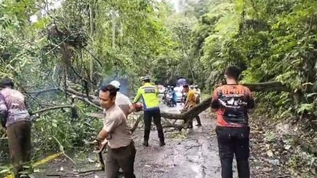 Gerak Cepat Sat Lantas Polres Tanggamus Bersihkan Pohon Tumbang di Batu Kramat