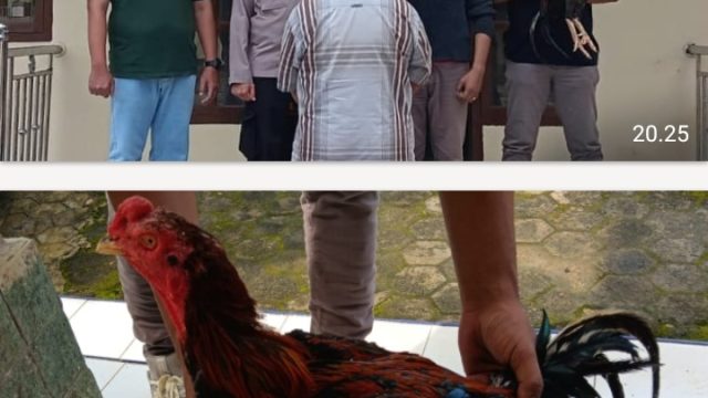 Polsek Pugung Ungkap Kasus Pencurian Ayam Bangkok, Pelaku asal Talang Padang Ditangkap