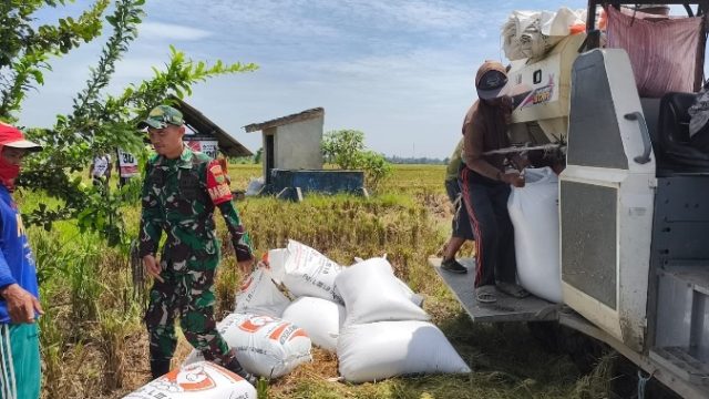 Babinsa Sertu Ripian Terjun Langsung Ke Sawah Milik Warga Binaan Untuk Membantu Panen Raya