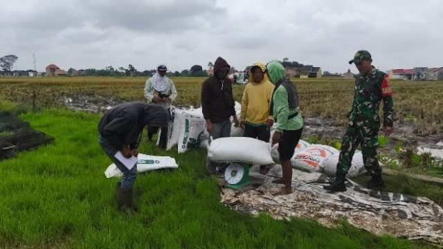 Babinsa Koramil 410-01/PJG Laksanakan Monotoriing Dan Pendampingan Giat Panen Raya