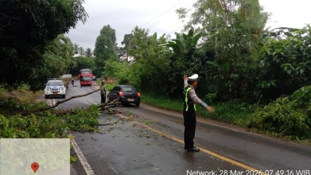 Sigap Tangani Pohon Tumbang, Satlantas Polres Lampung Utara Lakukan Pengaturan Lalu Lintas di Jalinsum