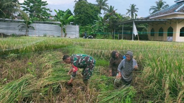 Peltu Joko Pandoyo Turun Lansung Membantu Proses Panen Padi