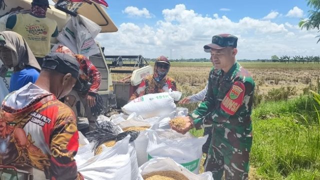 Dukung Program Ketahanan Pangan, Sertu Ripian Turun Langsung Dampingi Kegiatan Panen Padi