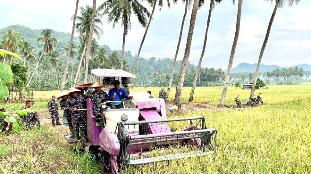Dukung Ketahanan Pangan Nasional, Lanal Lampung Gelar Paneb Raya Padi 