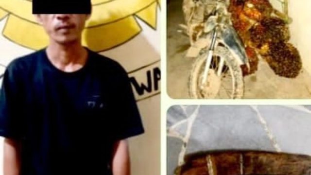 Curi 14 Tandan Sawit Milik PT GMP, Pelaku Diamankan Polsek Seputih Mataram