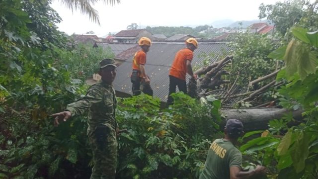 Hujan Deras Disertai Angin Kencang Akibatkan Sebuah Pohon Tumbang Diwilayah Kecamatan TBT