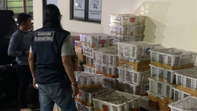 Minibus Tanpa Kursi Angkut 832 Burung Tanpa Dokumen, Diamankan Petugas Karantina di Bakauheni