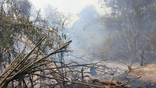 Polisi dan Damkar Bergerak Cepat, Kebakaran Lahan 4 Hektare di Perkebunan Sawit Tulang Bawang Berhasil Dipadamkan